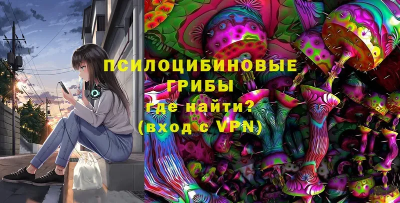 Галлюциногенные грибы Psilocybe  Бежецк 